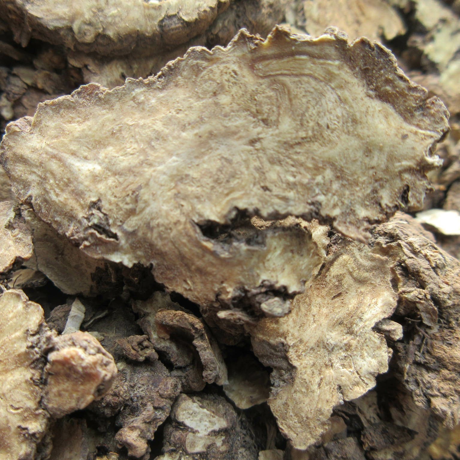 [川芎批发]四川川芎各种规格产地直销川芎片川芎个子价格16.