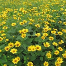 日光菊种子多年生宿根黄色菊花种子当年开花春夏播种