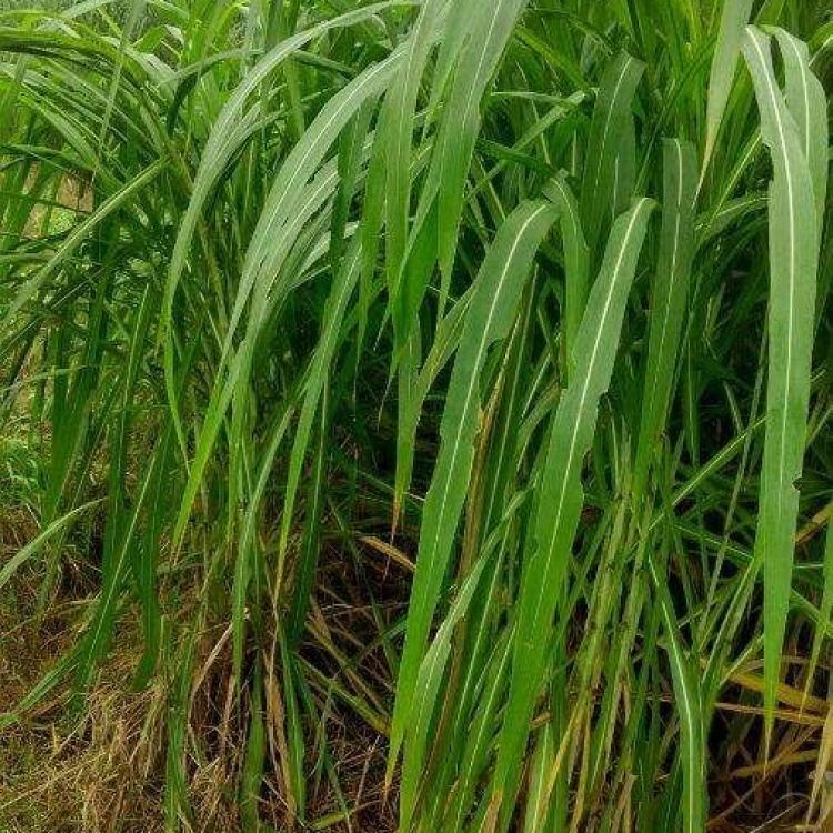 台湾甜象草种子多年生四季高产牧草种子畜牧养殖牛羊兔鱼草籽