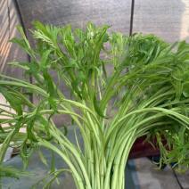 芦蒿筒篙带叶芦蒿净蒿精品芦蒿助农帮销