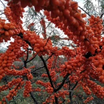 沙棘苗