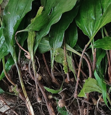 毛慈菇种苗通货纯野生