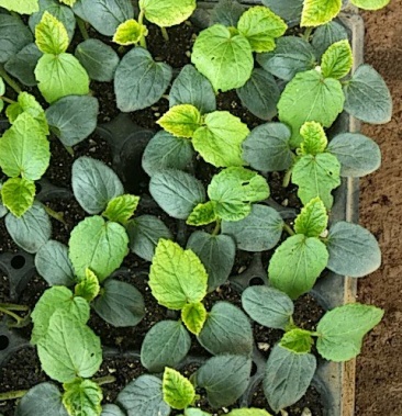 [秋葵种苗批发]秋葵苗价格0.55元/株 - 一亩田