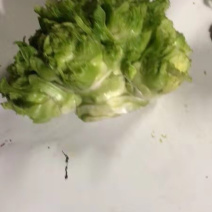 儿菜