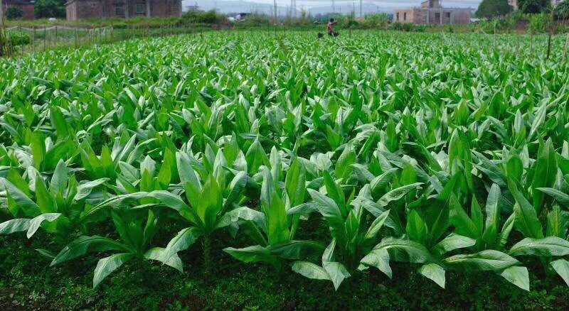 油菜田整体除草效果对比图