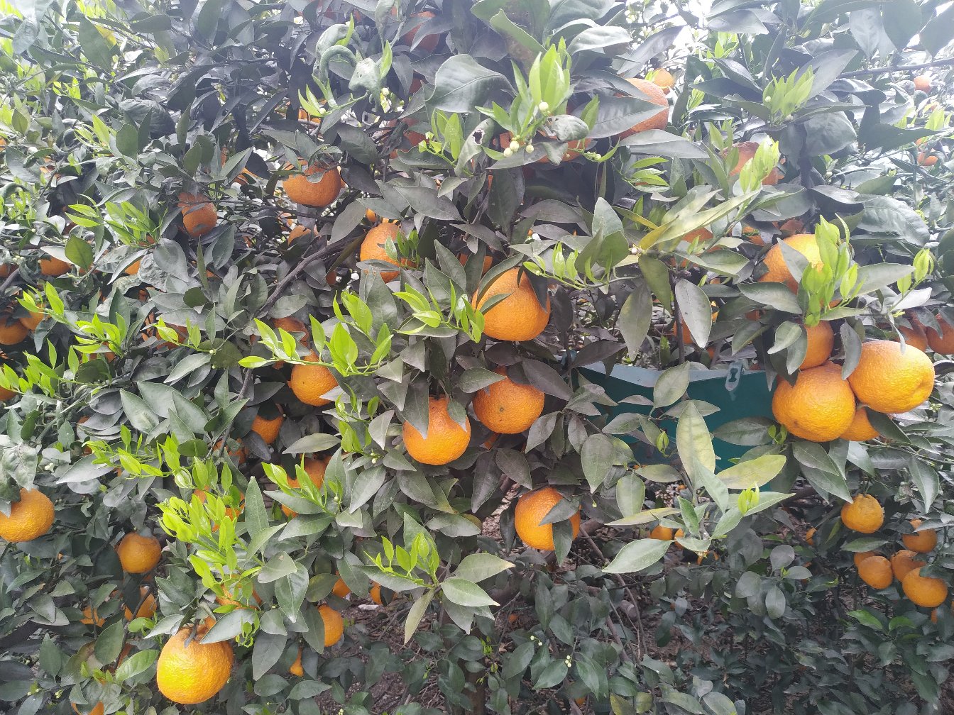 黄湾蜜橘果实特写