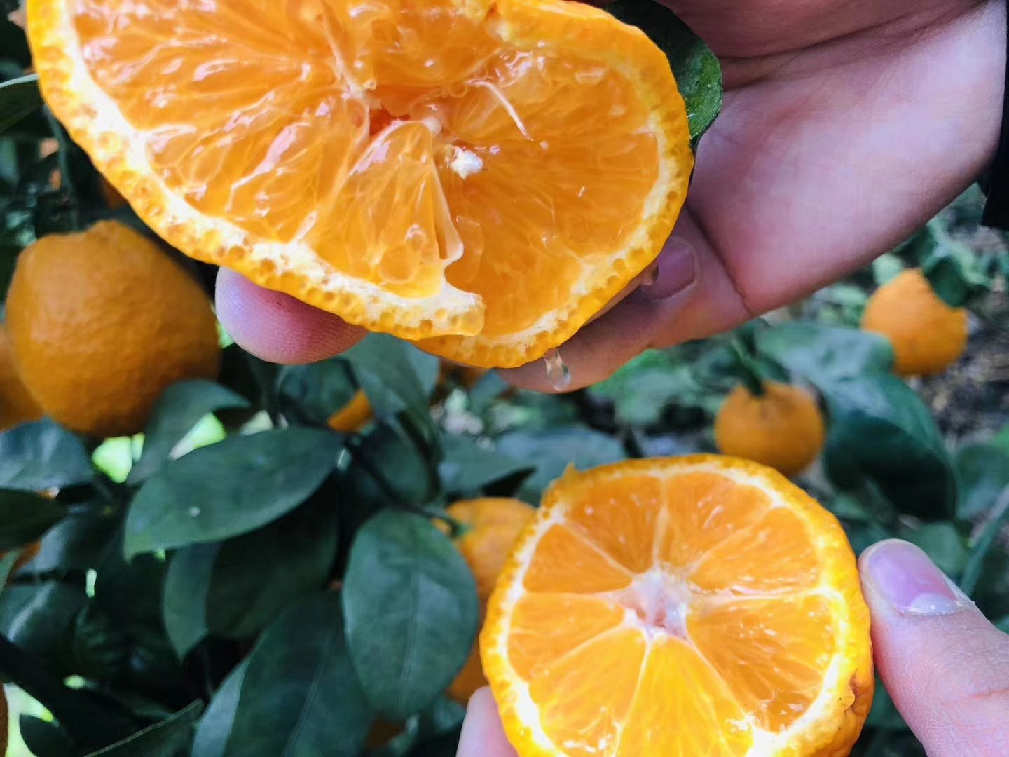 黄果柑切开后露出金黄色果肉特写