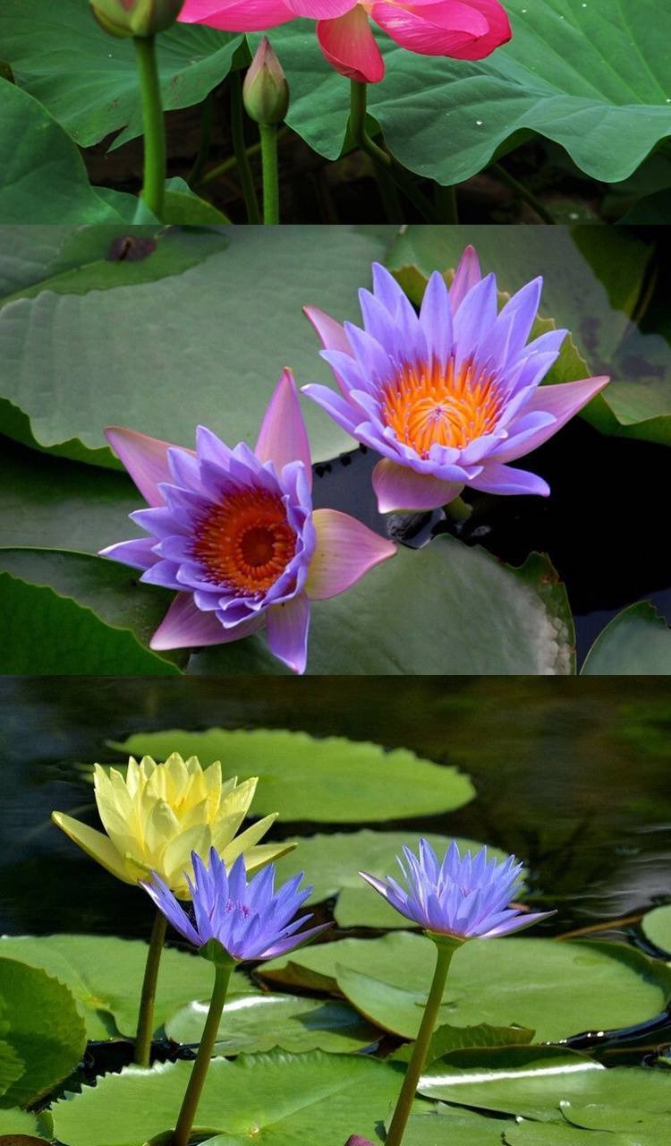 睡莲水生花卉迷你睡莲大睡莲根块