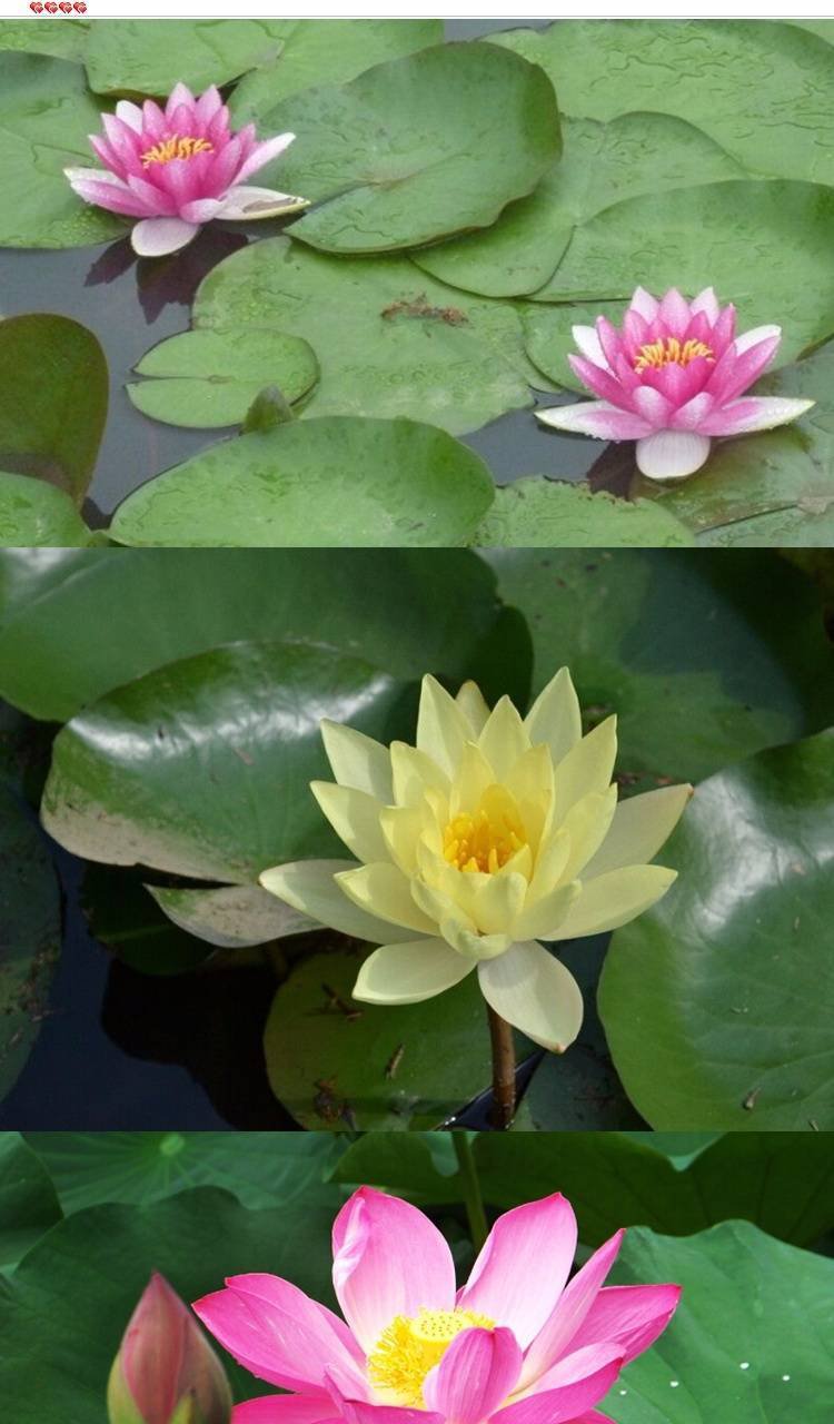 睡莲水生花卉迷你睡莲大睡莲根块