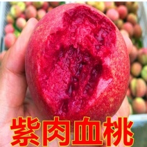 桃树苗桃树树苗正宗紫血桃树苗嫁接红肉血桃南方北方种植果