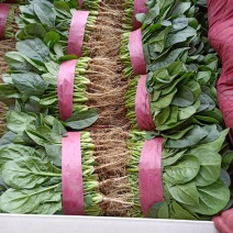 大叶菠菜滑县最大批发市场直供