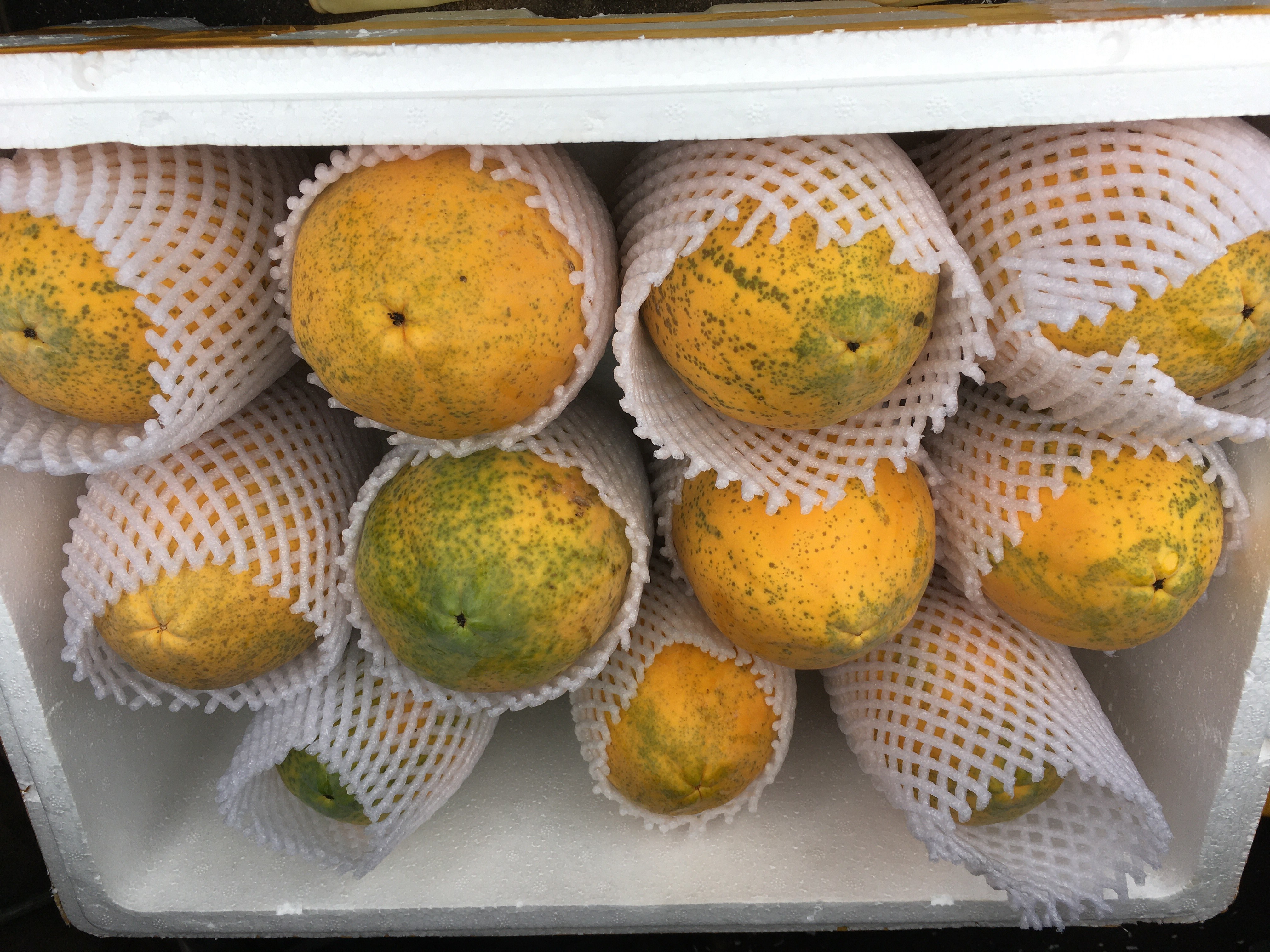 网纹瓜与苹果一起催熟的示意图