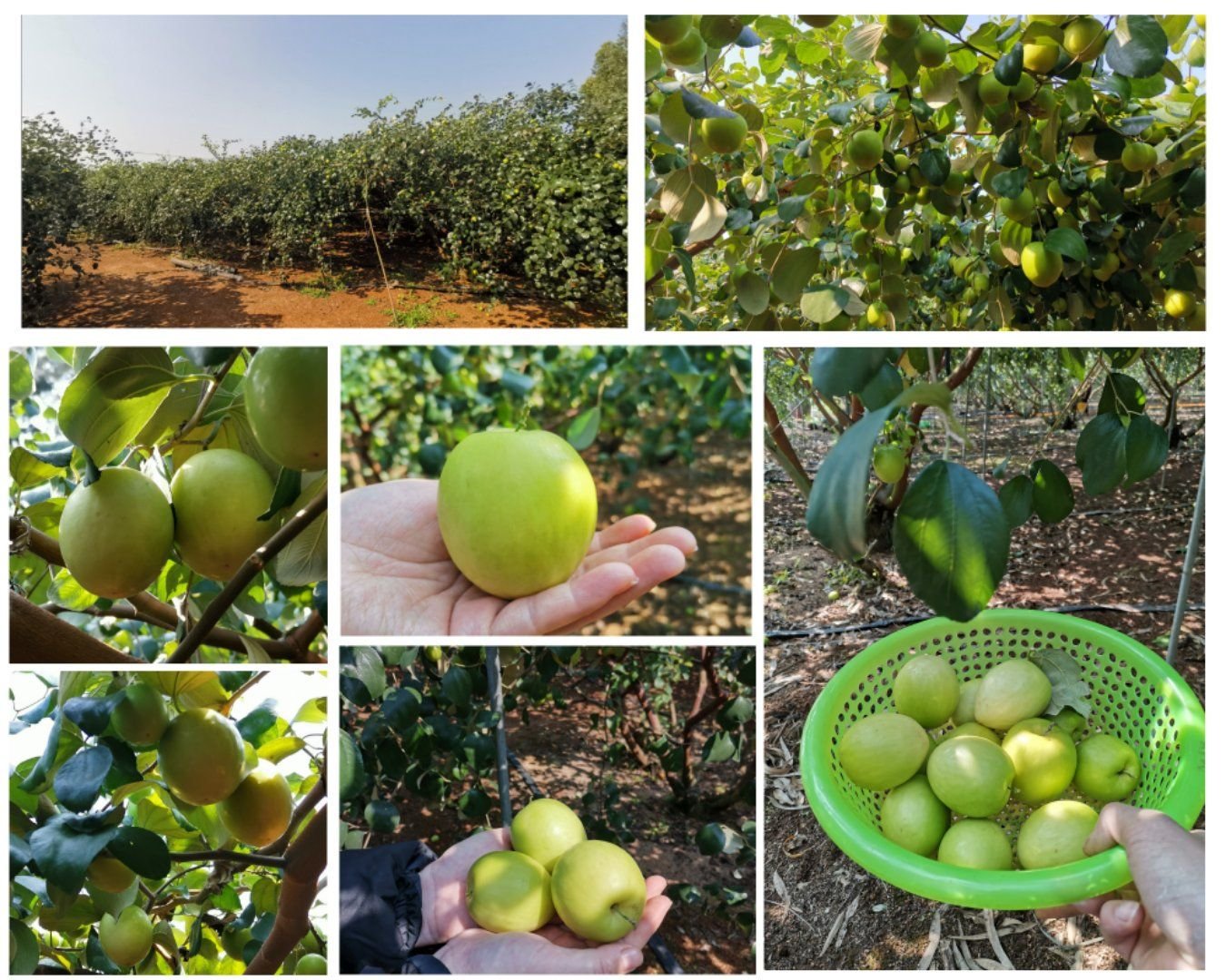 青枣果园种植图