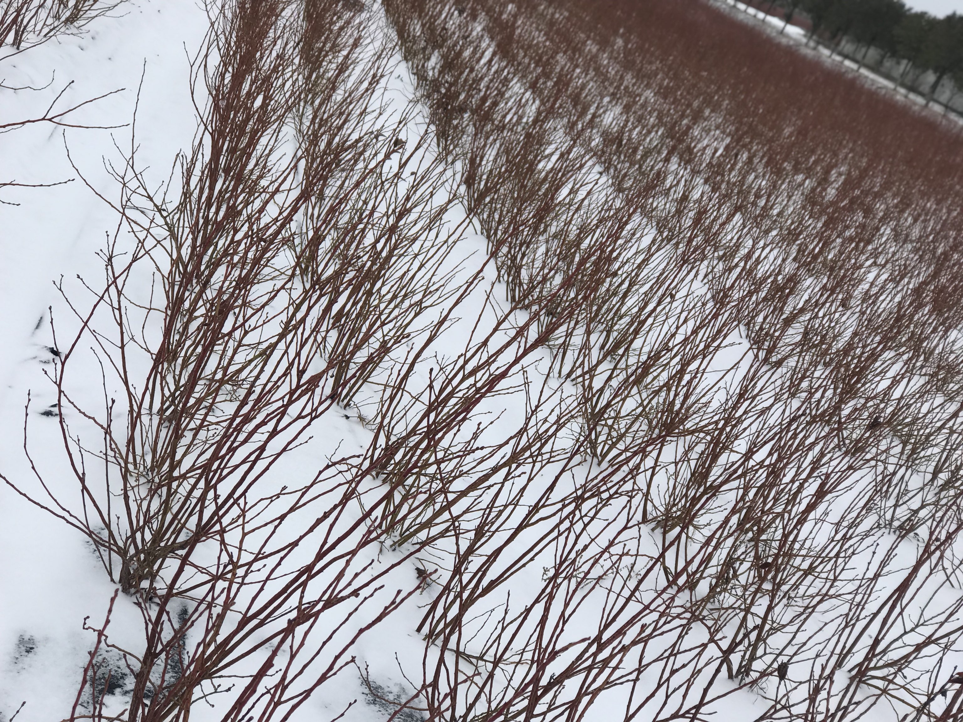 冬季果园远景图