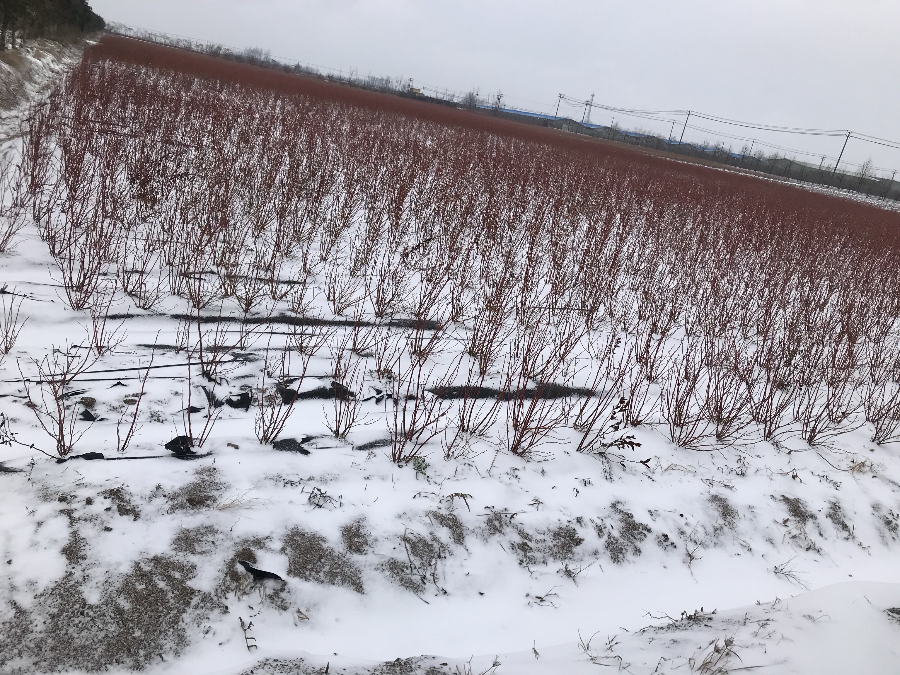 蓝莓防寒覆盖示意图