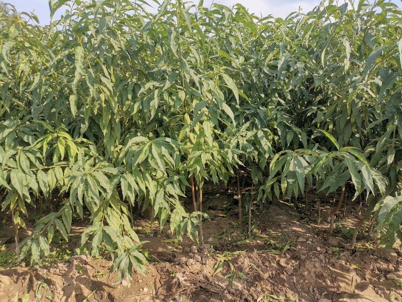 黄桃苗新品种基地全景图,展示现代化育苗大棚与标准化种植区域 黄桃苗新品种基地全景图
