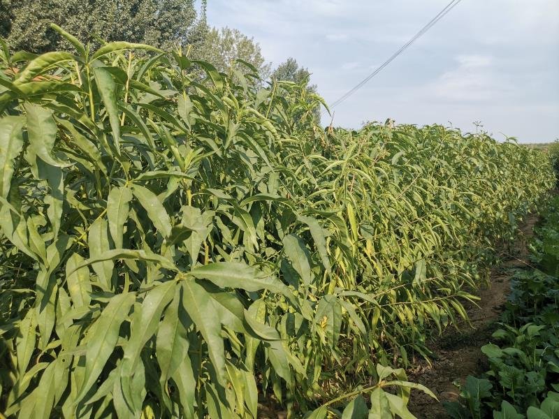 武台黄桃苗种植基地实景,展示成片的黄桃苗木在阳光下生长 武台黄桃苗种植基地