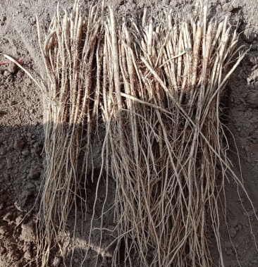 [黄芪苗批发]药材苗价格10.00元/斤 - 一亩田