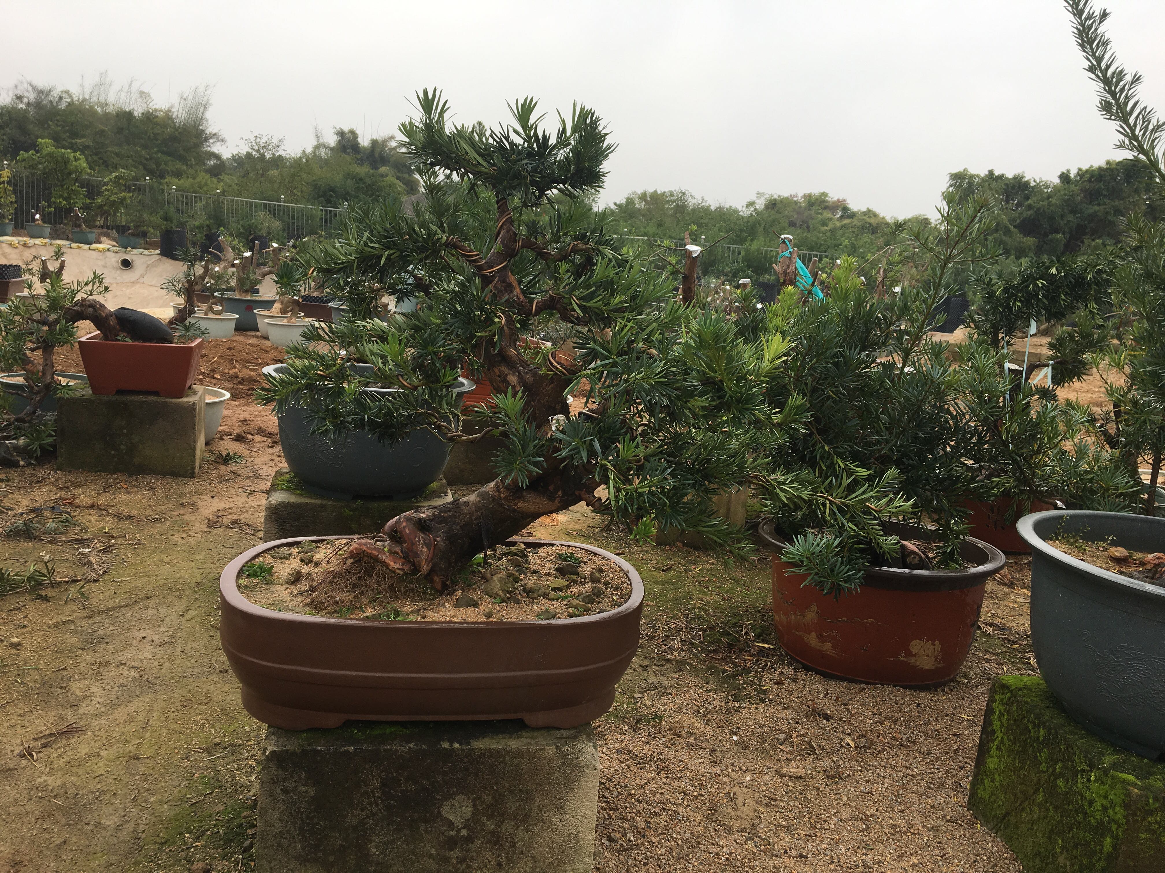 罗汉松果子在园林中的种植场景