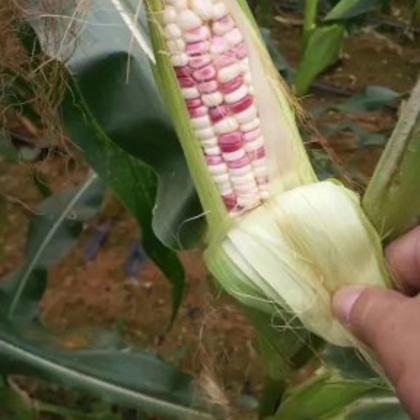 山东青岛玉米种子价格行情走势 