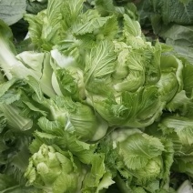 儿菜