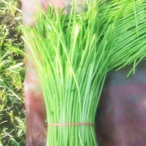 精品芦蒿