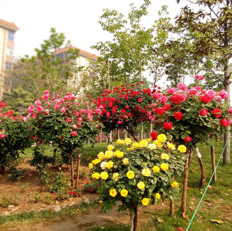 家庭花园中的大花月季丛植景观