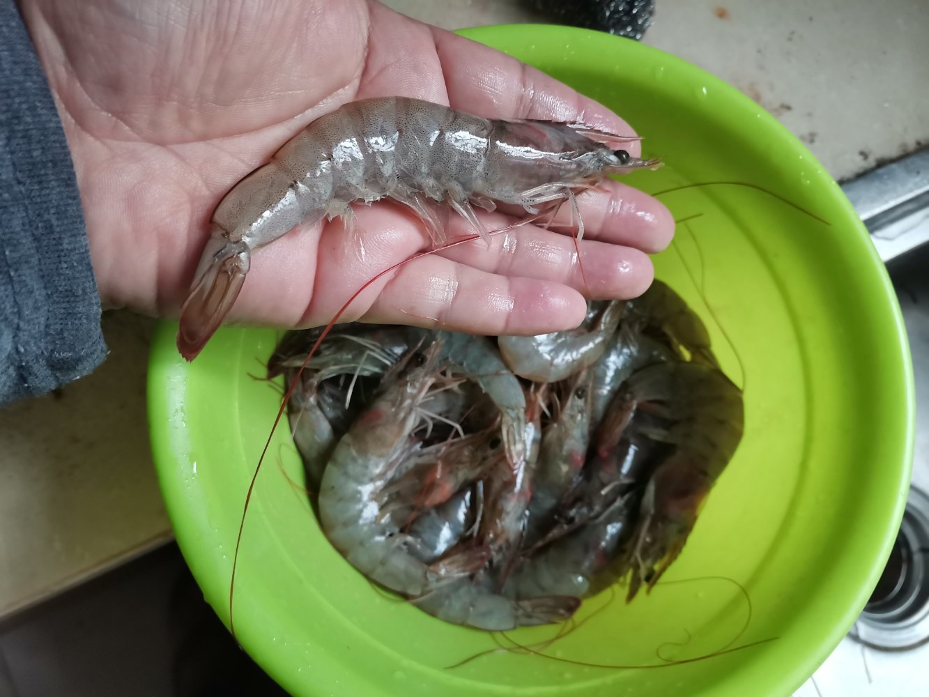 一位穿着白色厨师服的厨师正将一盆活对虾倒入烧热的铁锅中,虾身呈半透明青灰色,锅中油花四溅,背景为中式餐厅厨房,配有抽油烟机和调料架 厨师正在将活对虾倒入炒锅中翻炒