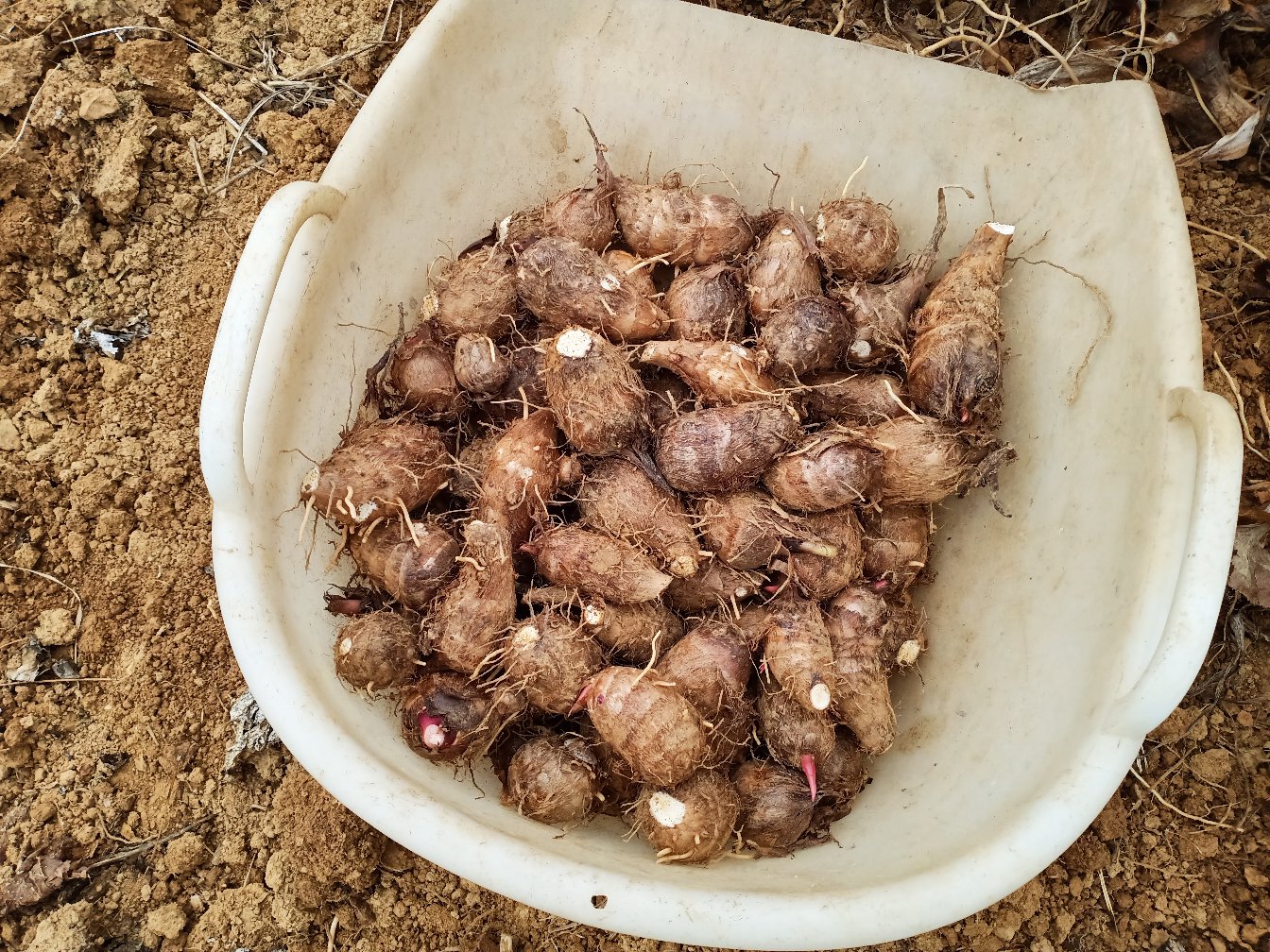 红芽芋头高产种植技术图片