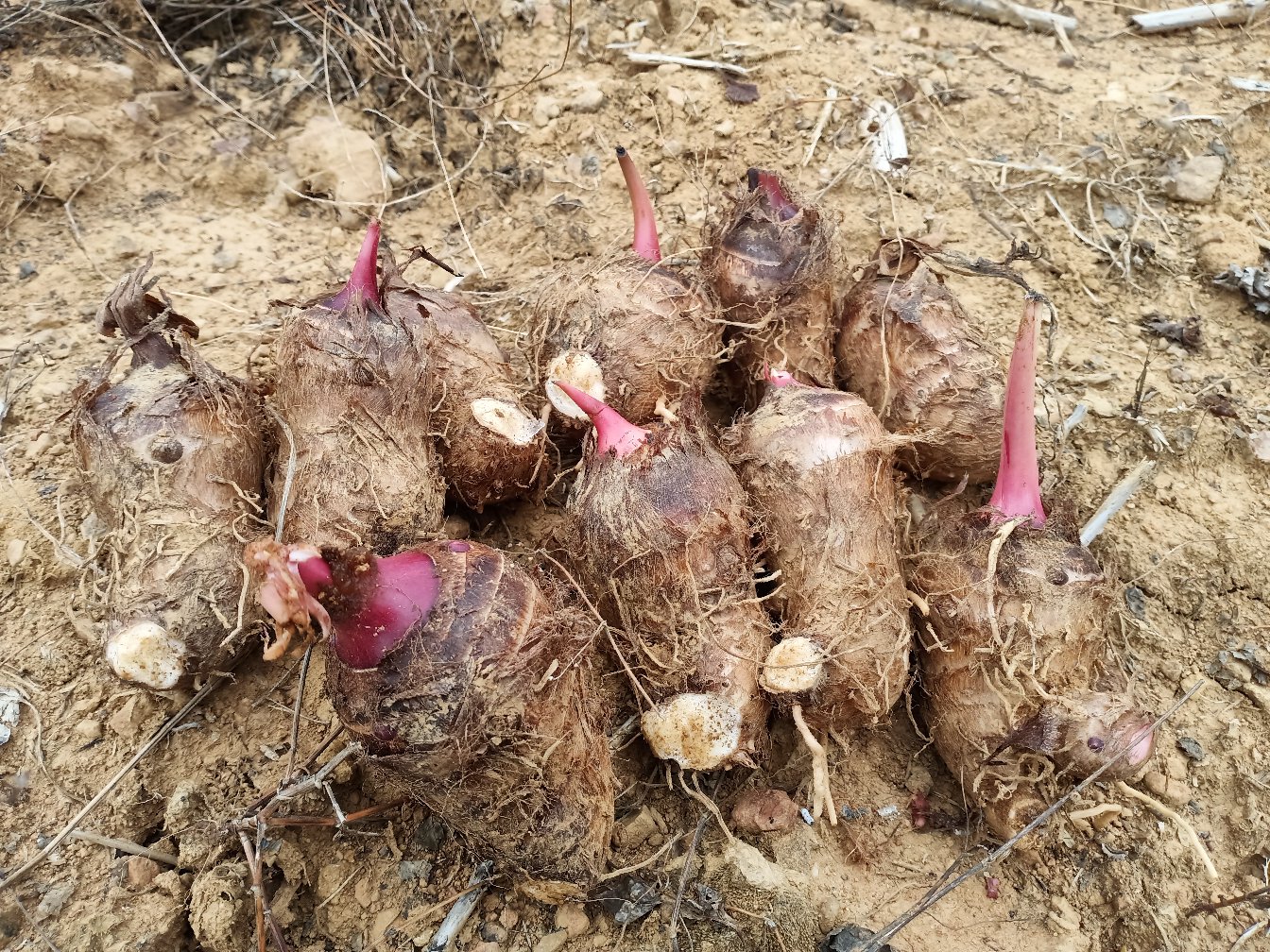 大凉山高海拔有机红芽芋