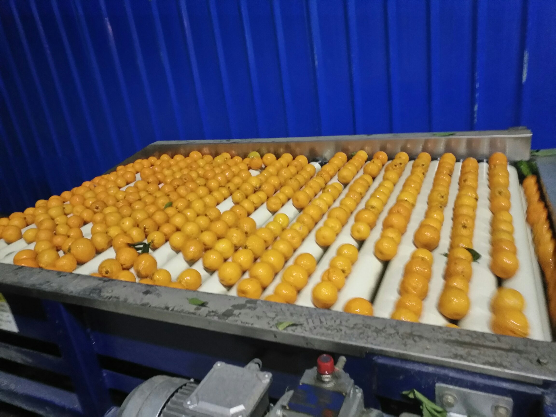 现代化金柑分拣包装车间内景