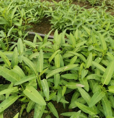 空心菜苗子,成都炮杆 量大从优