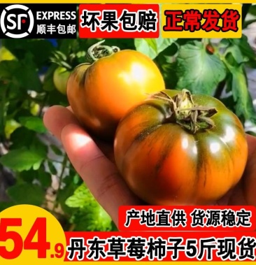 丹東鐵皮柿子草莓西紅柿東北綠腚番茄鹼地油柿子新鮮水果5斤