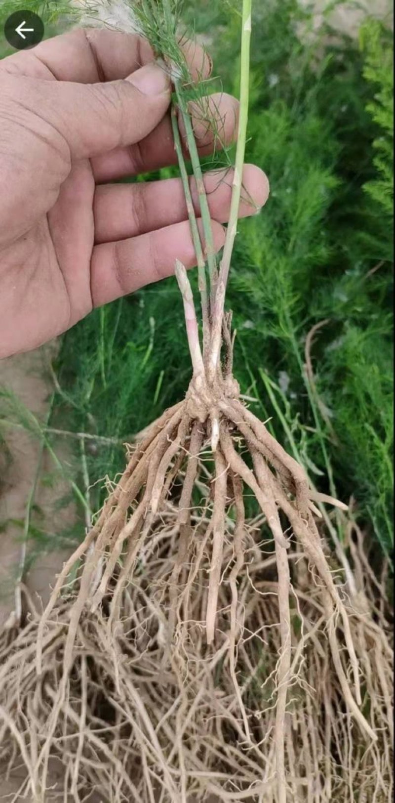 芦笋苗,一年苗好活成本低,大面积种植推荐.
