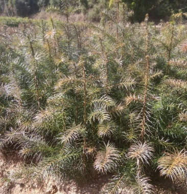 [杉树苗批发]杉木苗大量出售,生长快,易管理.价格0.30元/棵 - 一亩田