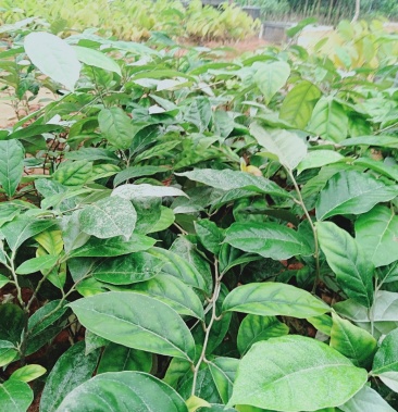 羊奶果苗羊奶果苗羊奶果盆景大羊奶果苗胡秃子苗奇异果盆景南