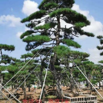 造型黑松，造型油松，景观松，泰山松，黑松盆景