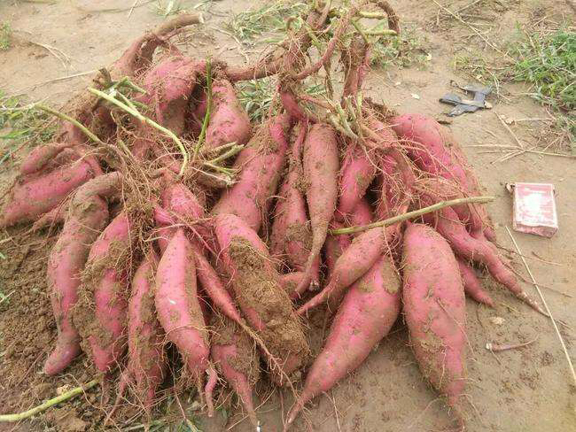 [商薯批发]商薯19 红薯 高淀粉红薯 干面甜粉糯全国发货价格0.