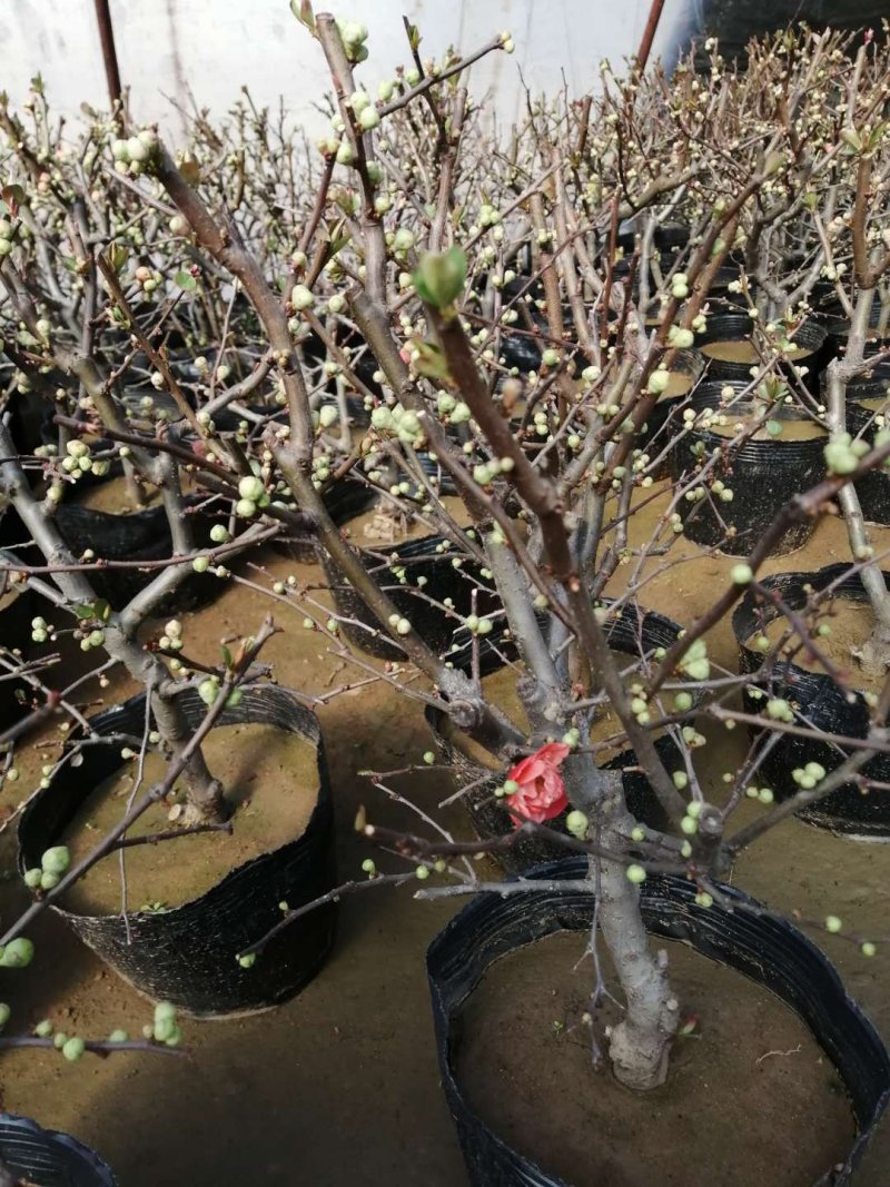 山东海棠花苗批发基地图片