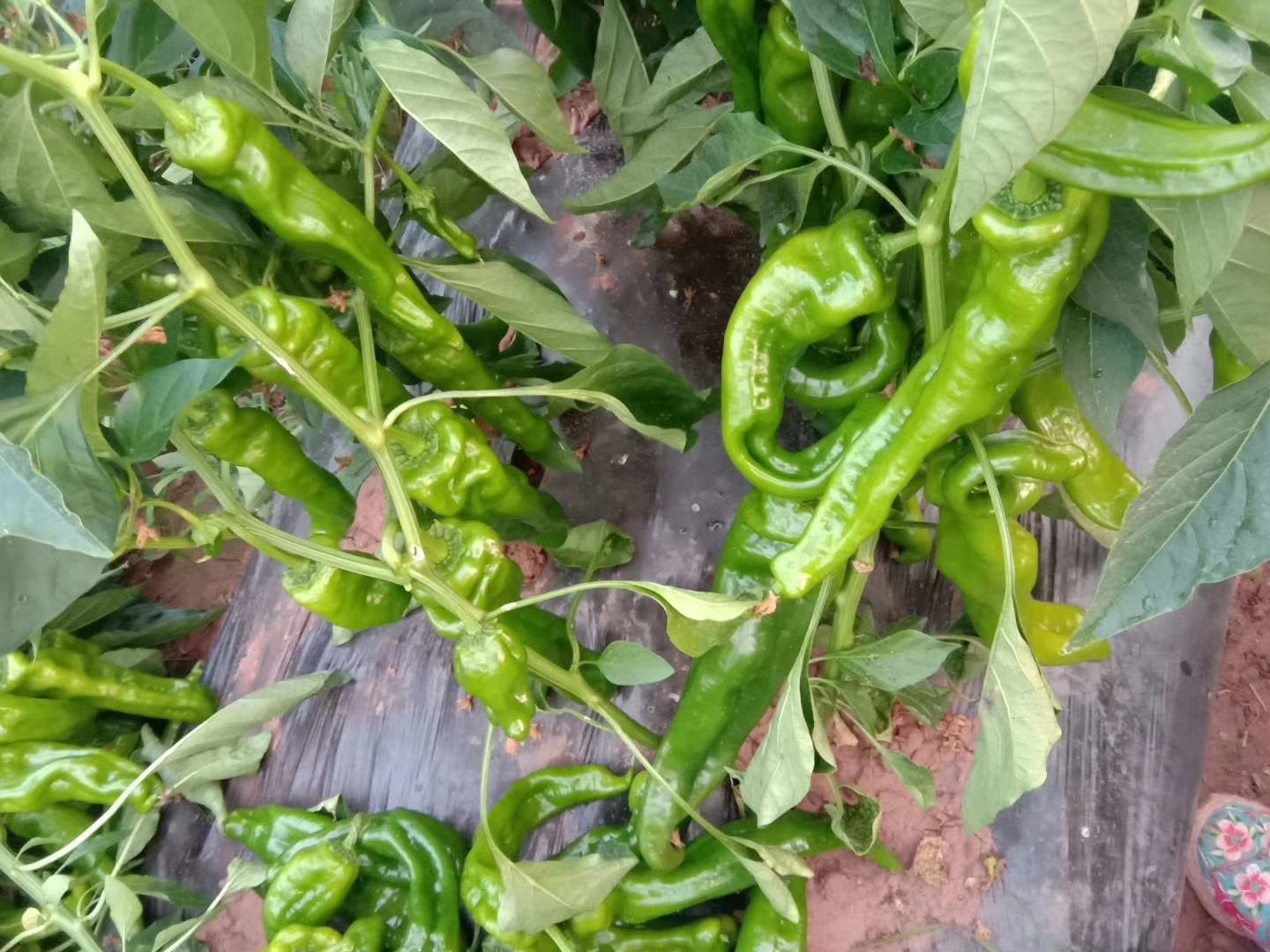 辣椒菜野菜田间自然生长状态高清特写,突出其羽状深裂叶片、微紫红色茎基部及初花期形态,背景为江南春季湿润壤土,无农药喷洒痕迹 辣椒菜野菜田间生长特写:晨露未散,植株高15–25cm,羽状深裂叶墨绿泛灰白霜,基生莲座状,茎部微紫红,可见细小白色小花簇生于顶端