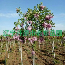 纯正垂枝丁香嫁接种条接穗圃地成品树欢迎前来看苗