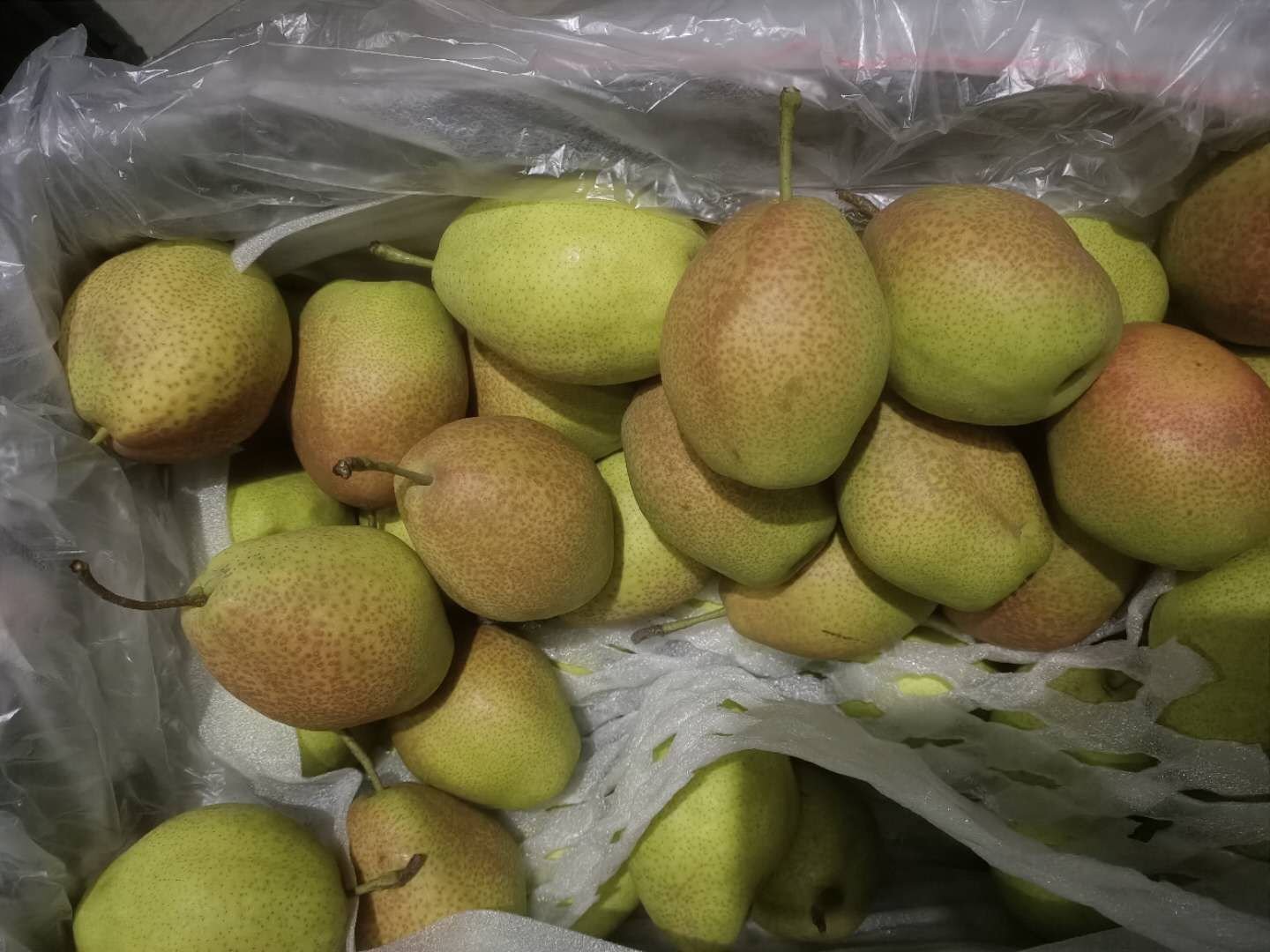香梨外观对比图