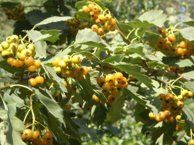一位穿着粗布衣裳的山民正在山坡上采摘野山楂,手持竹篮,伸手从带刺的枝条上摘下成串的红色小果,周围是秋日山林,落叶铺地,阳光透过树叶洒落,展现人与自然和谐共处的画面 山民采摘野山楂场景