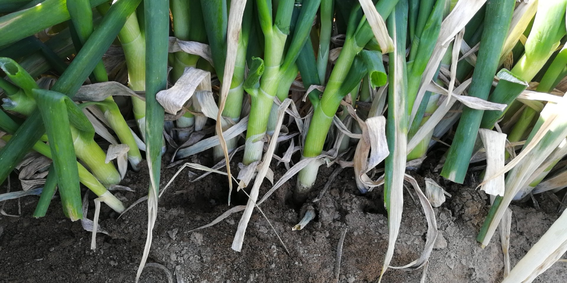 小葱与大葱对比图