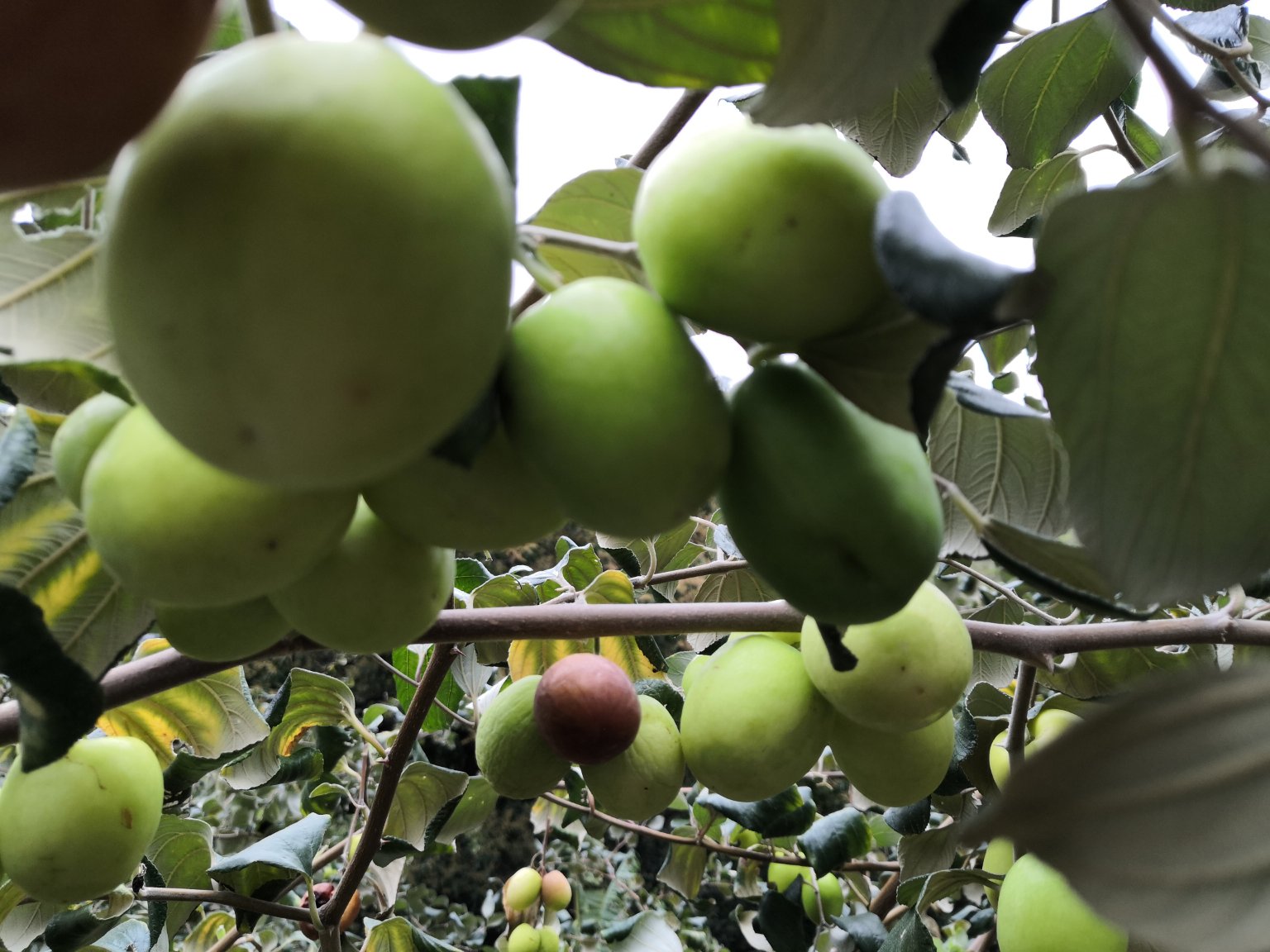 近距离拍摄广东果农在果园中手工采摘青枣的过程,一位身穿浅蓝色工作服的中年女性正伸手摘取挂在枝头的青绿色果实,篮中已装满新鲜青枣,果实表面带有自然光泽,背景虚化显示成排果树,光线柔和,体现真实劳作场景 农户采摘青枣特写