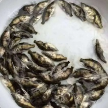 桂鱼