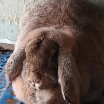 纯种公羊兔
