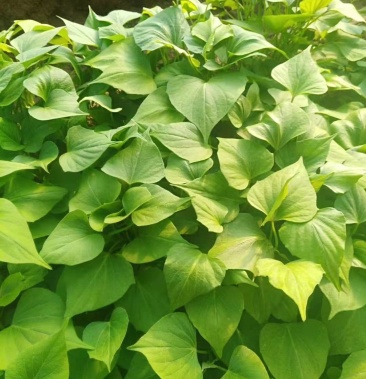 天目山小香薯 天目山香薯苗 西瓜红 商薯19 红薯苗