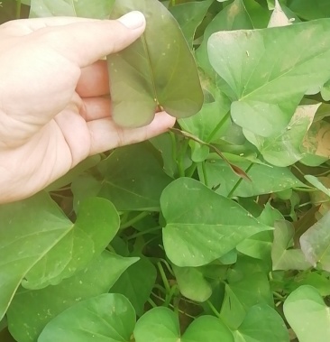 红瑶红薯苗 地瓜苗,红瑶苗 西瓜红 商薯19 红薯苗