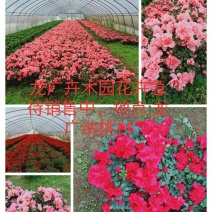 比利时杜鹃花已经可以上市